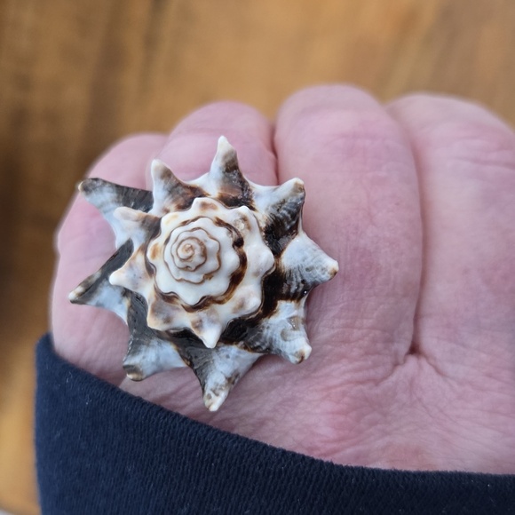Natural Shell Ring Size 6 - Picture 4 of 5
